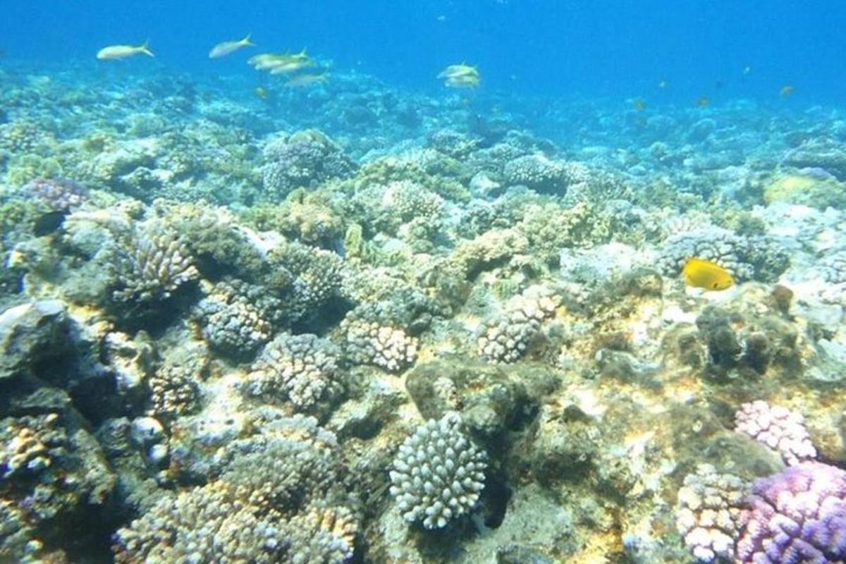 un arrecife de coral con peces en el océano