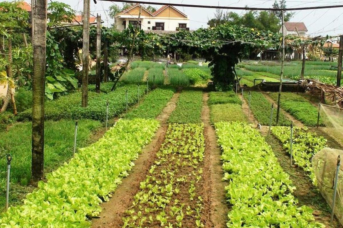 un camp ple d'enciams en un jardí
