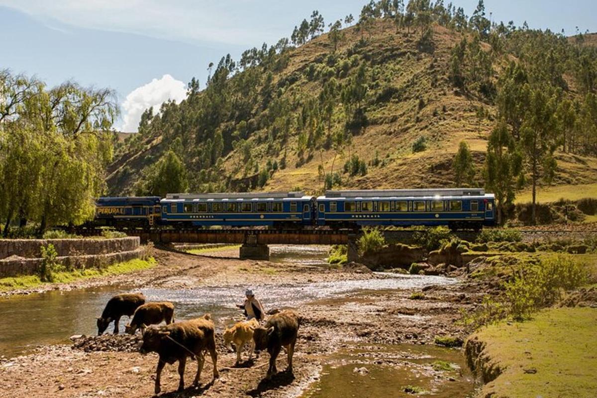 un tren creuant un riu amb un ramat d'animals