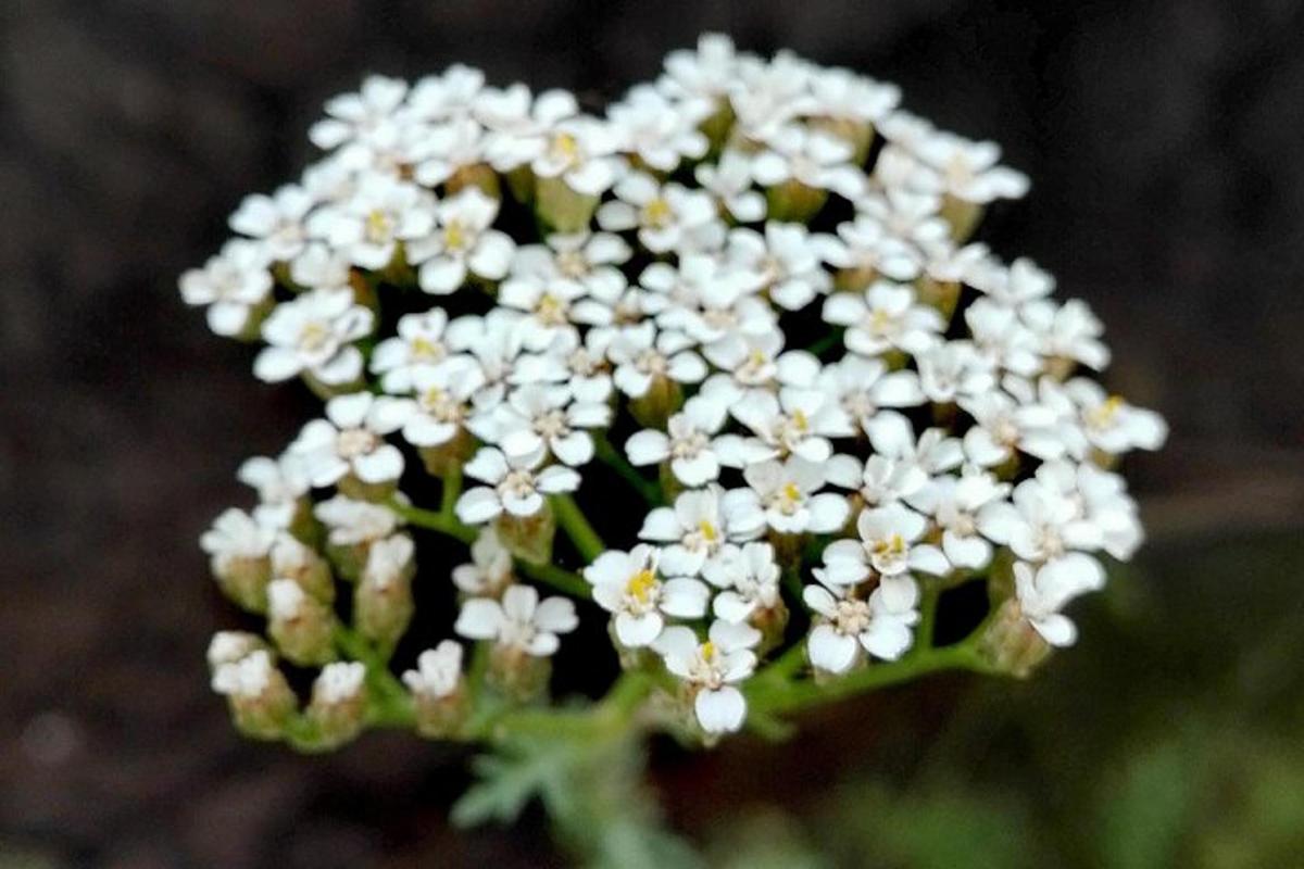 een close-up van een bos witte bloemen