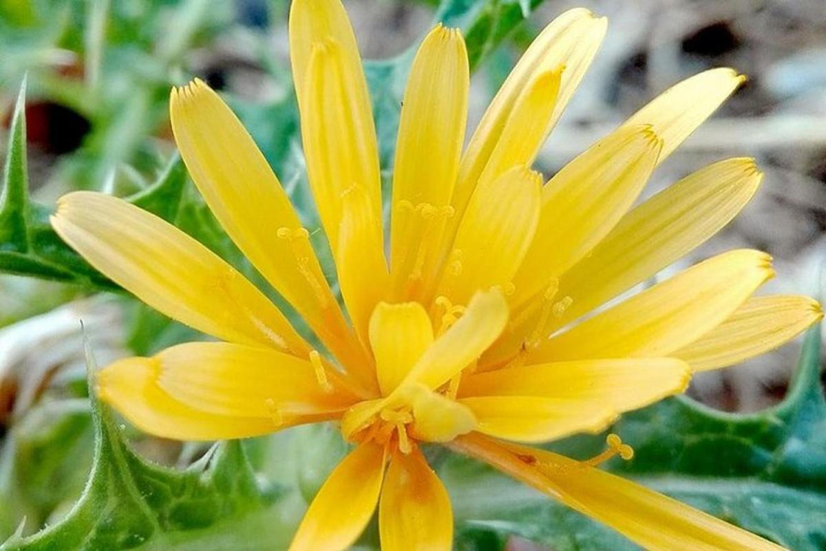 een gele bloem met waterdruppels erop