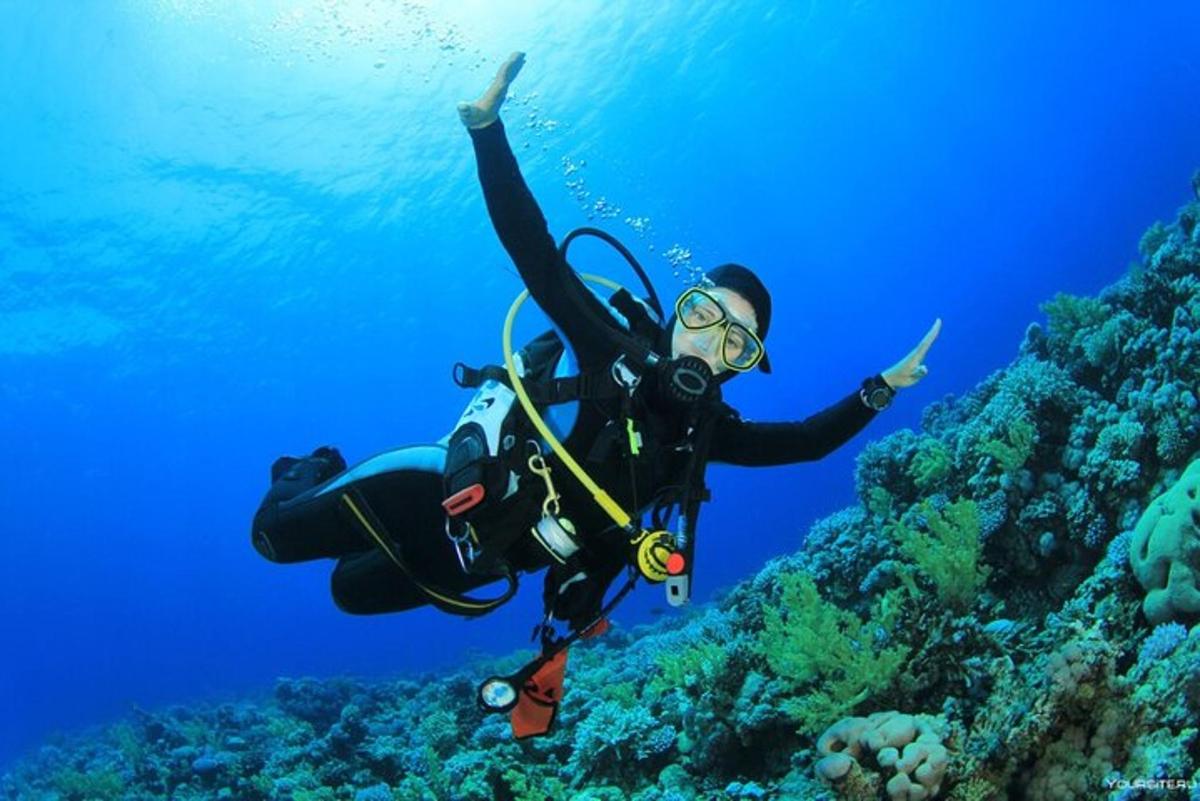 uma pessoa em um traje de mergulho está nadando no oceano