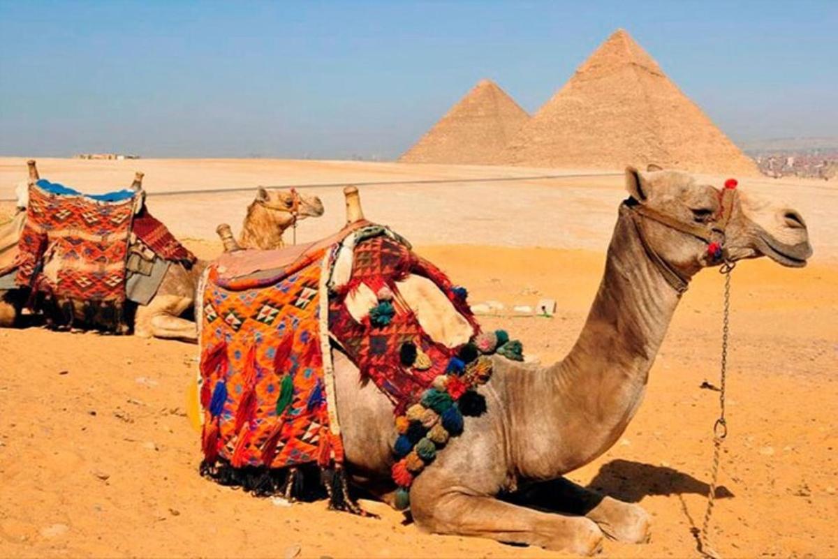 Dos camellos sentados en el desierto cerca de las pirámides