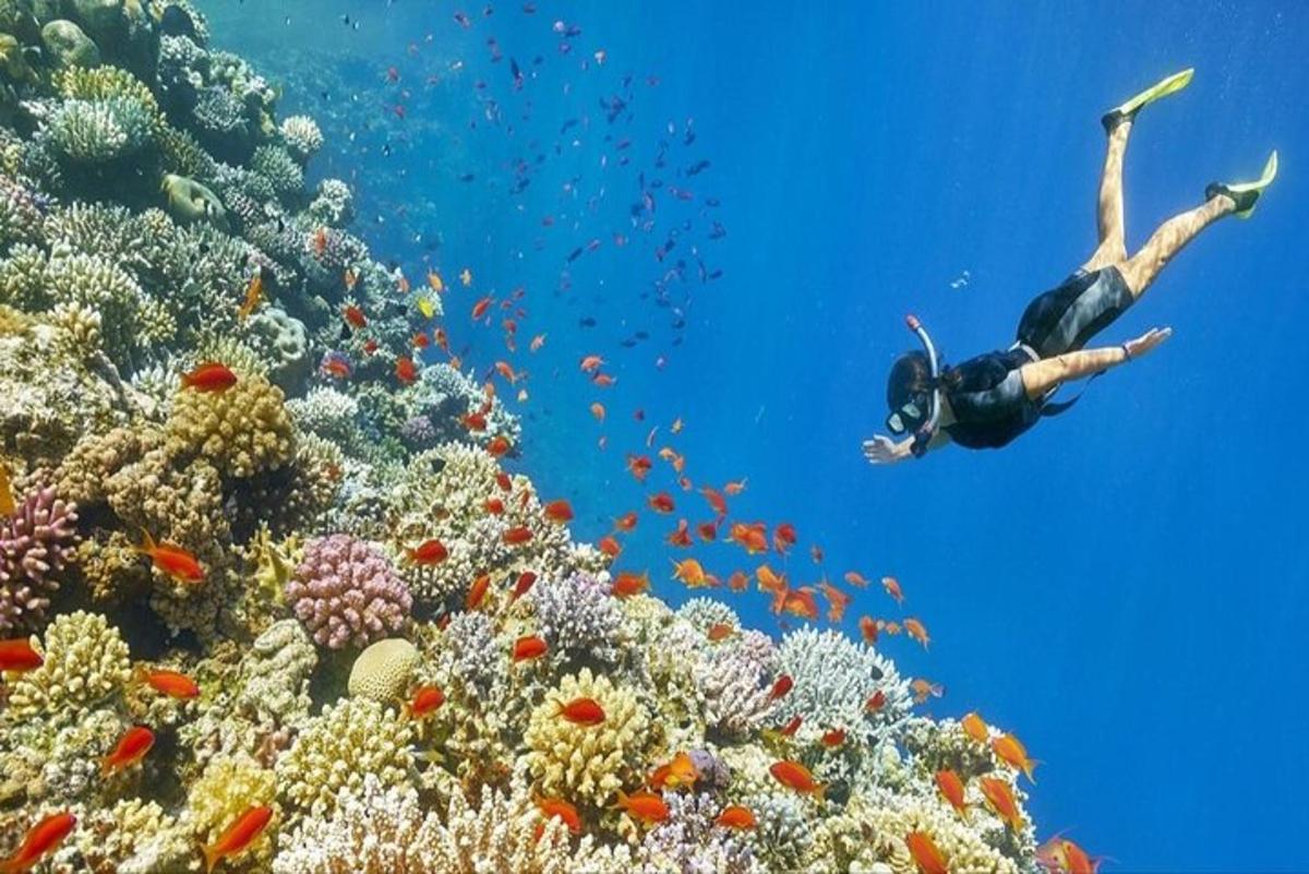 uma pessoa está nadando sobre um recife de coral