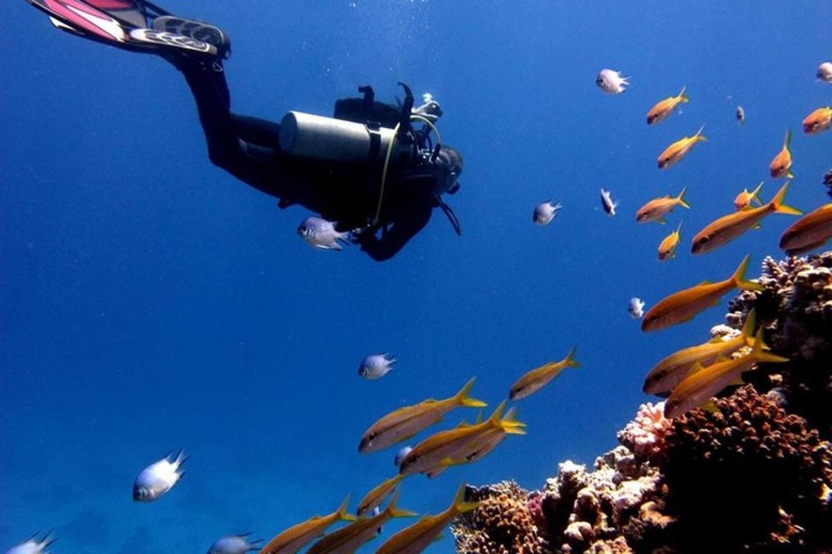 un sub nell'oceano con un gruppo di pesci