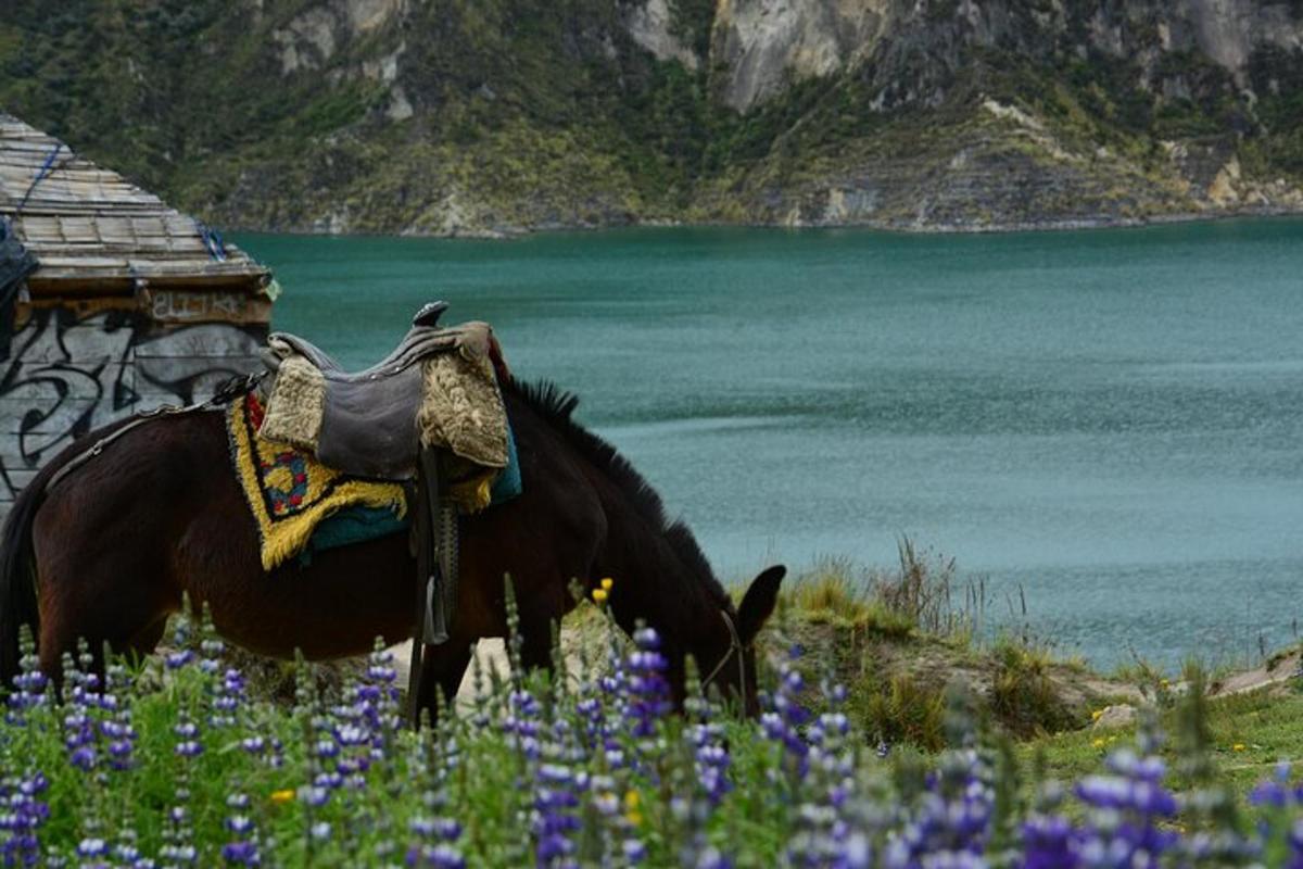 a horse is grazing in a field of flowers