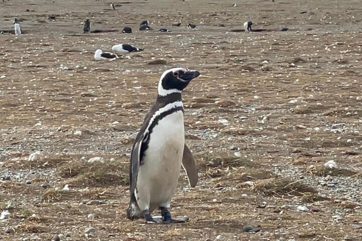 tučňák stojící na pláži s dalšími ptáky