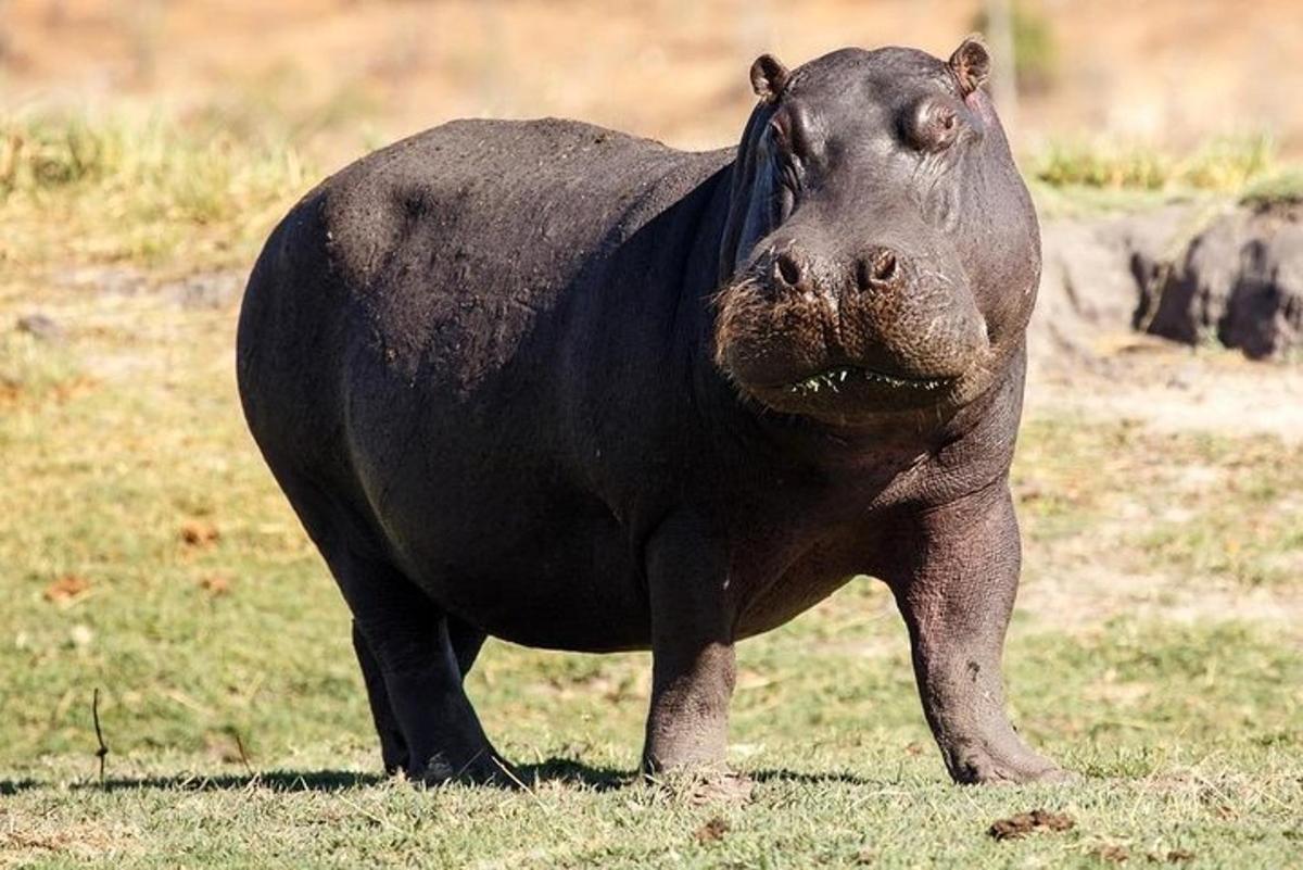 un hipopotam negru mare stând pe un câmp