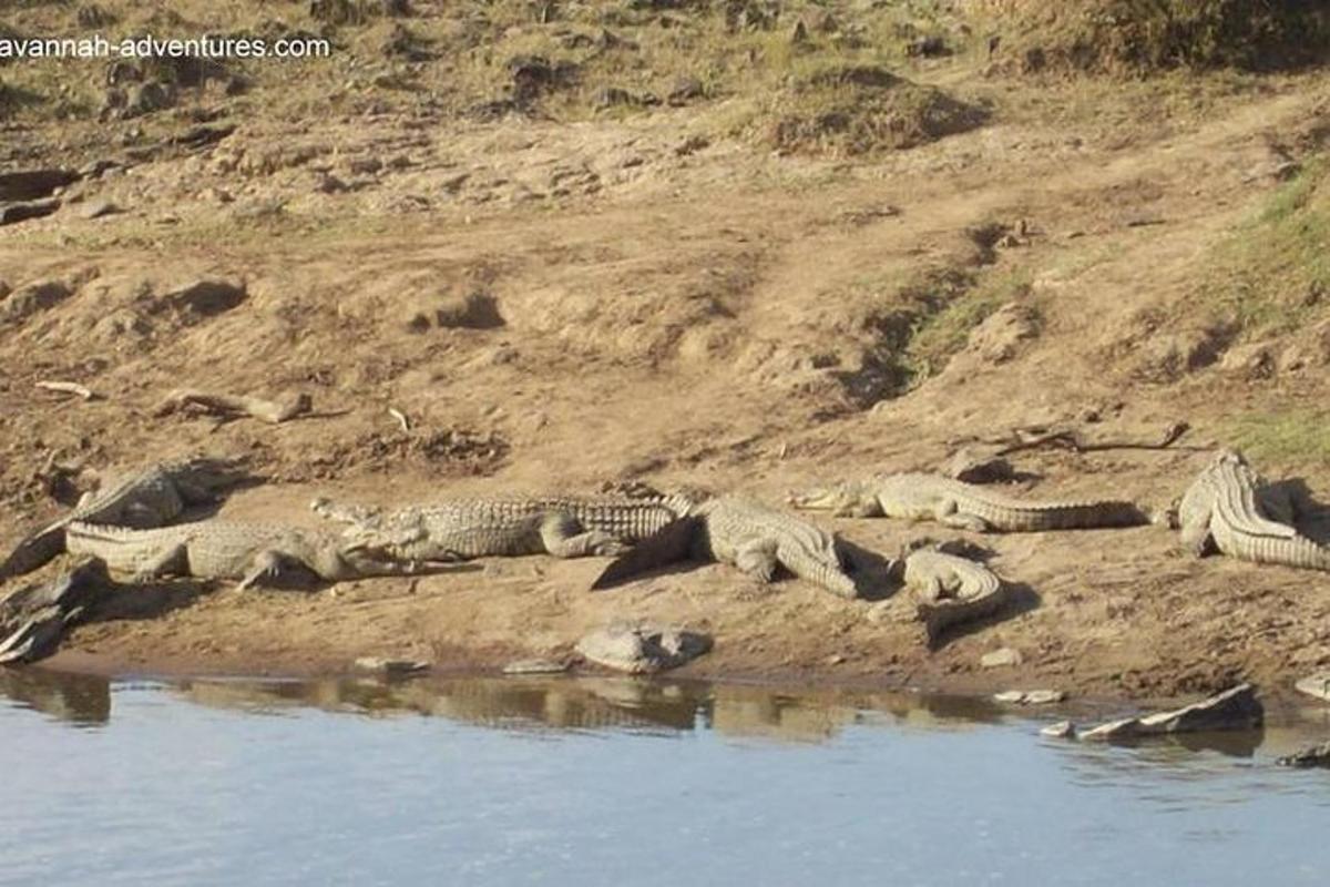un grup de crocodili întinși pe malul unui râu