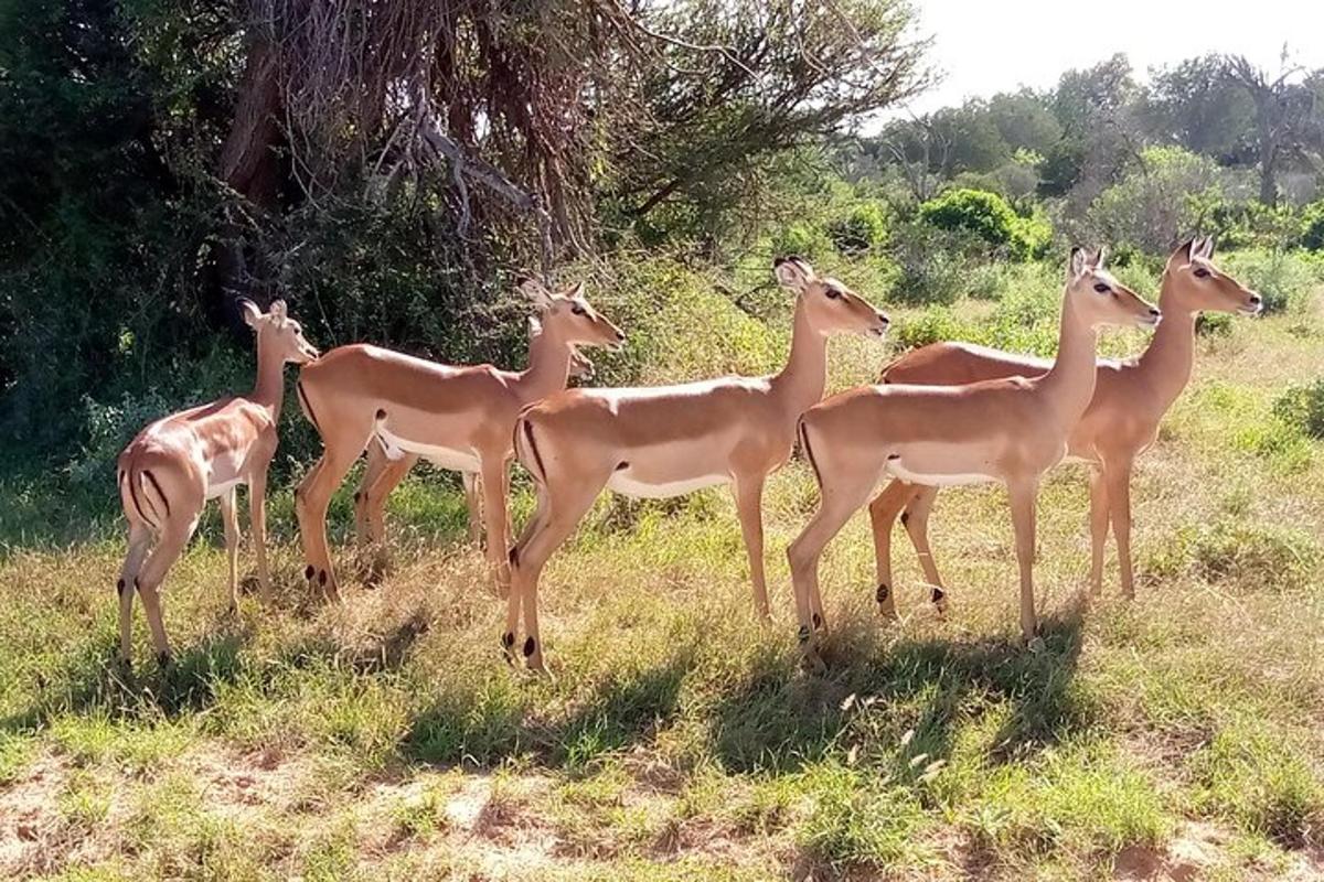 um grupo de girafas em pé em um campo