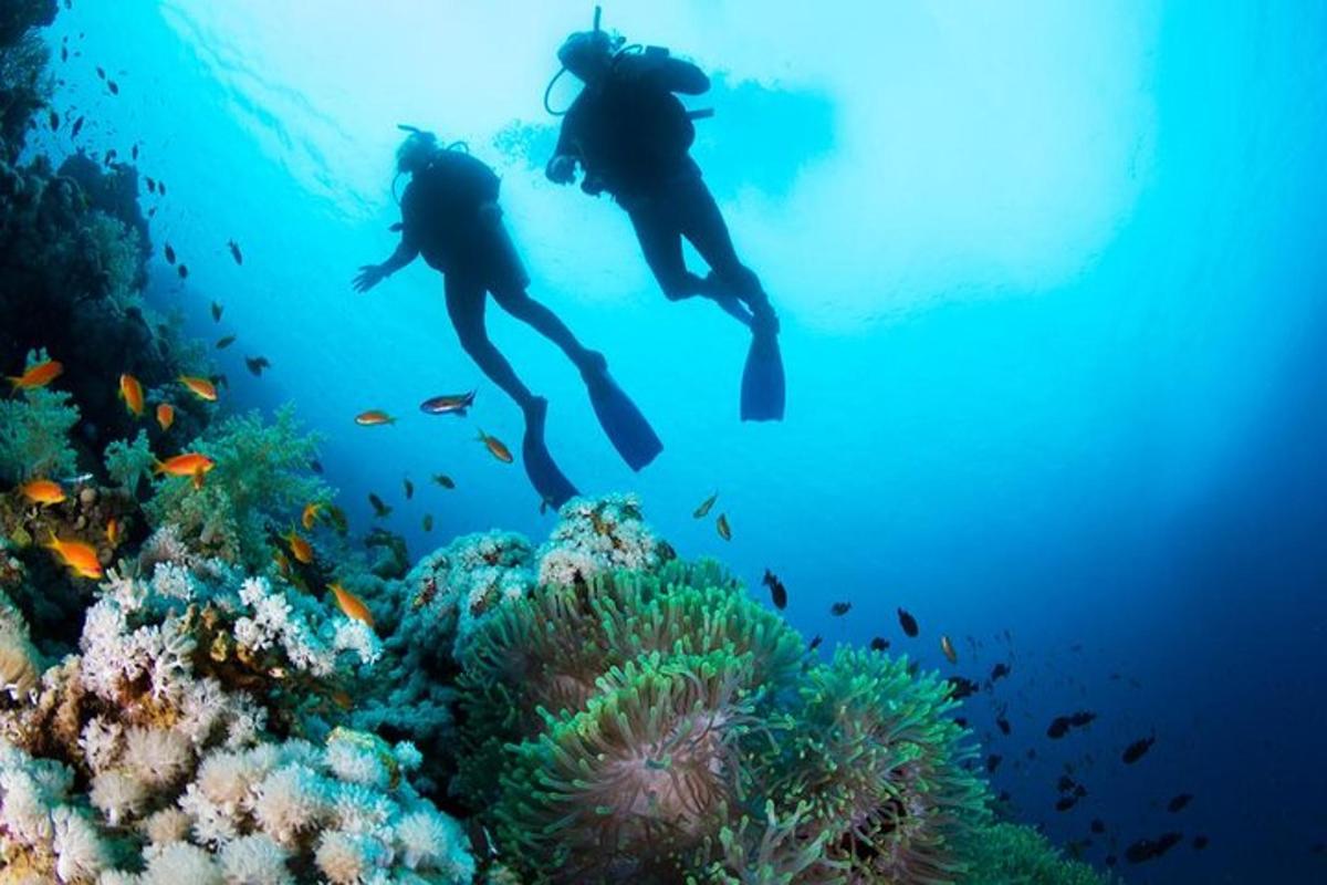 dua orang sedang berenang di atas terumbu karang