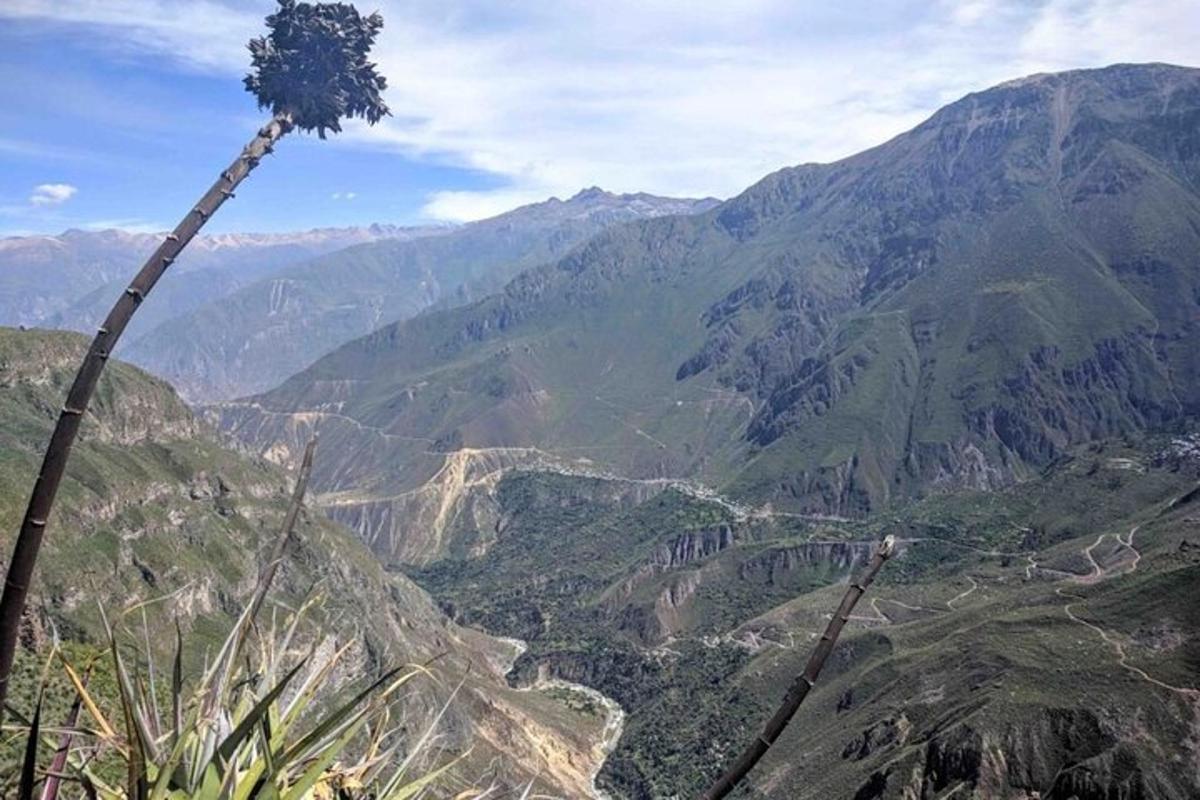 a tree on top of a mountain overlooking a valley