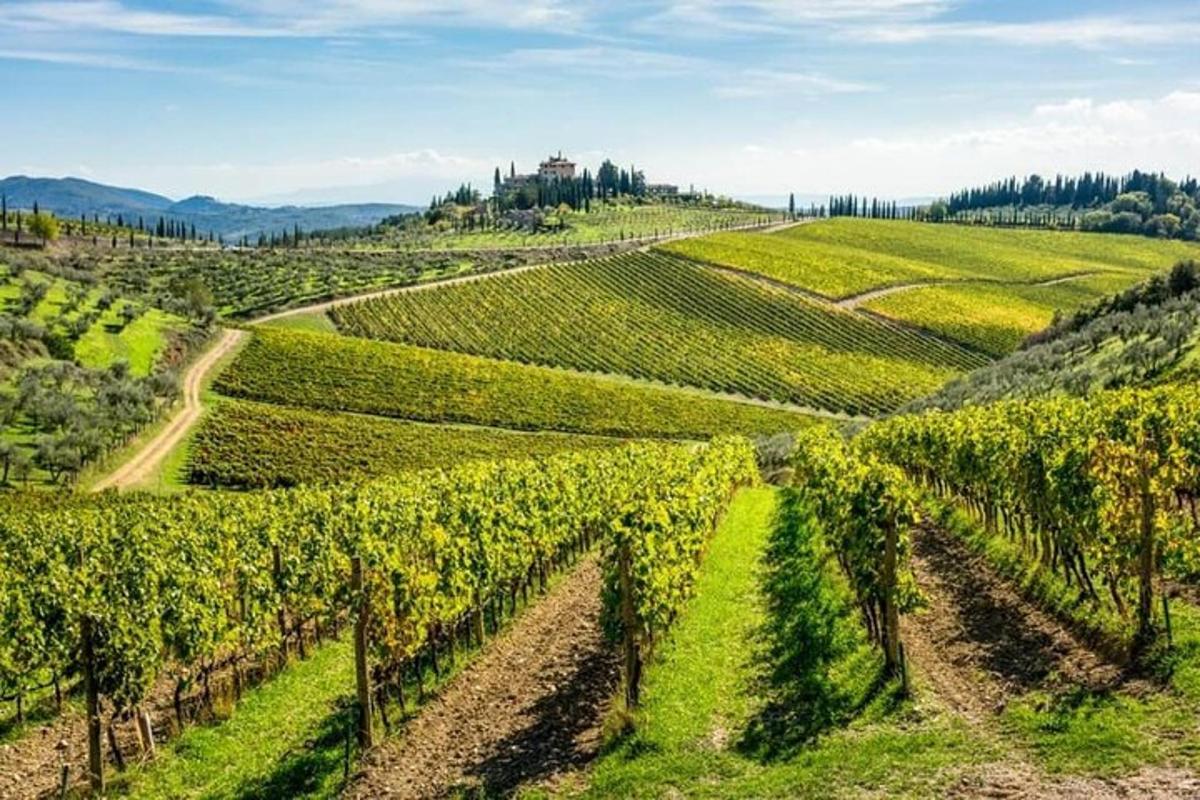 una vista aerea di un vigneto sulle colline