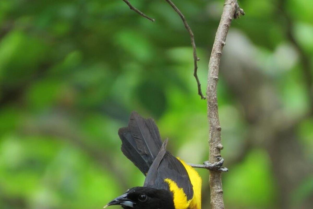 a black and yellow bird perched on a tree branch
