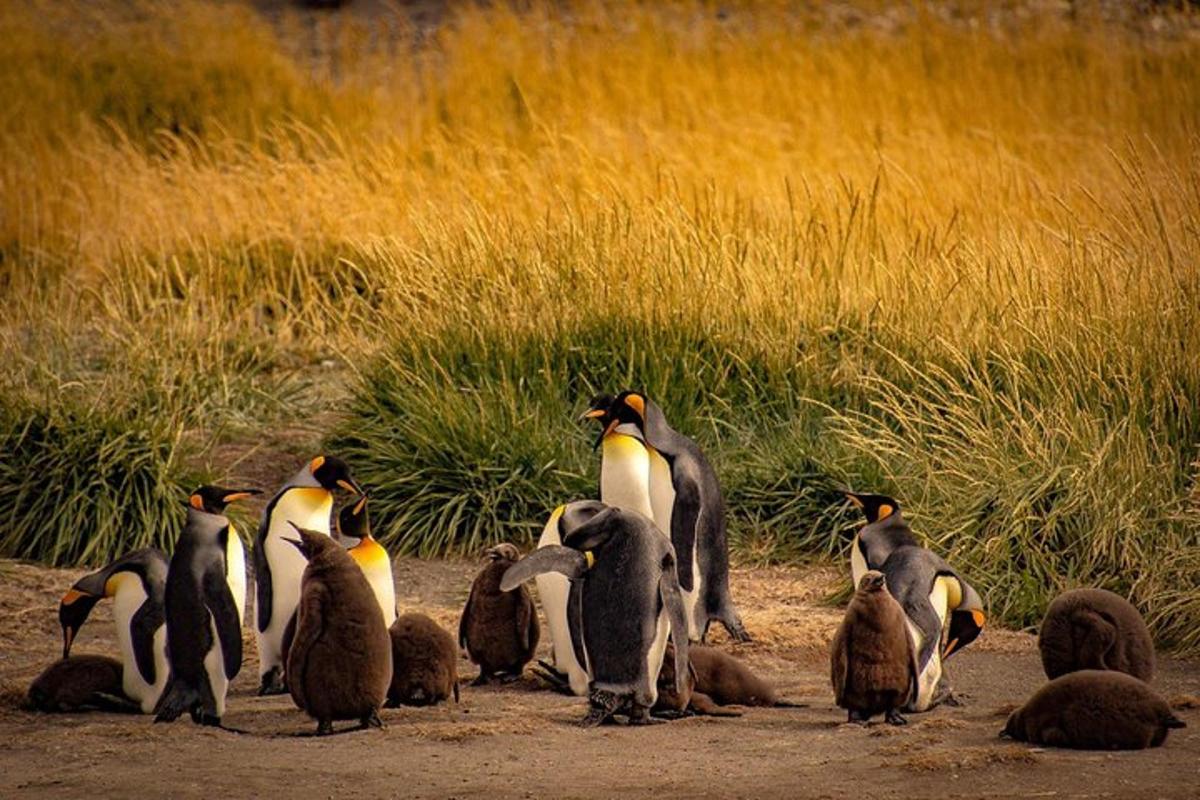 a group of penguins standing on a beach