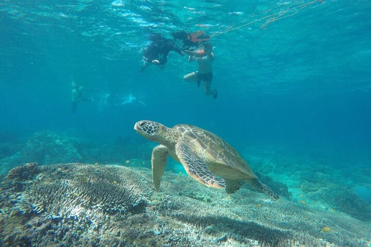 a green turtle swimming in the ocean with a diver