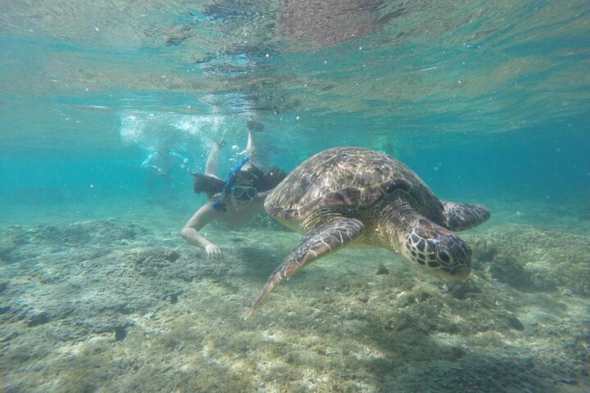 a person swimming next to a turtle in the ocean
