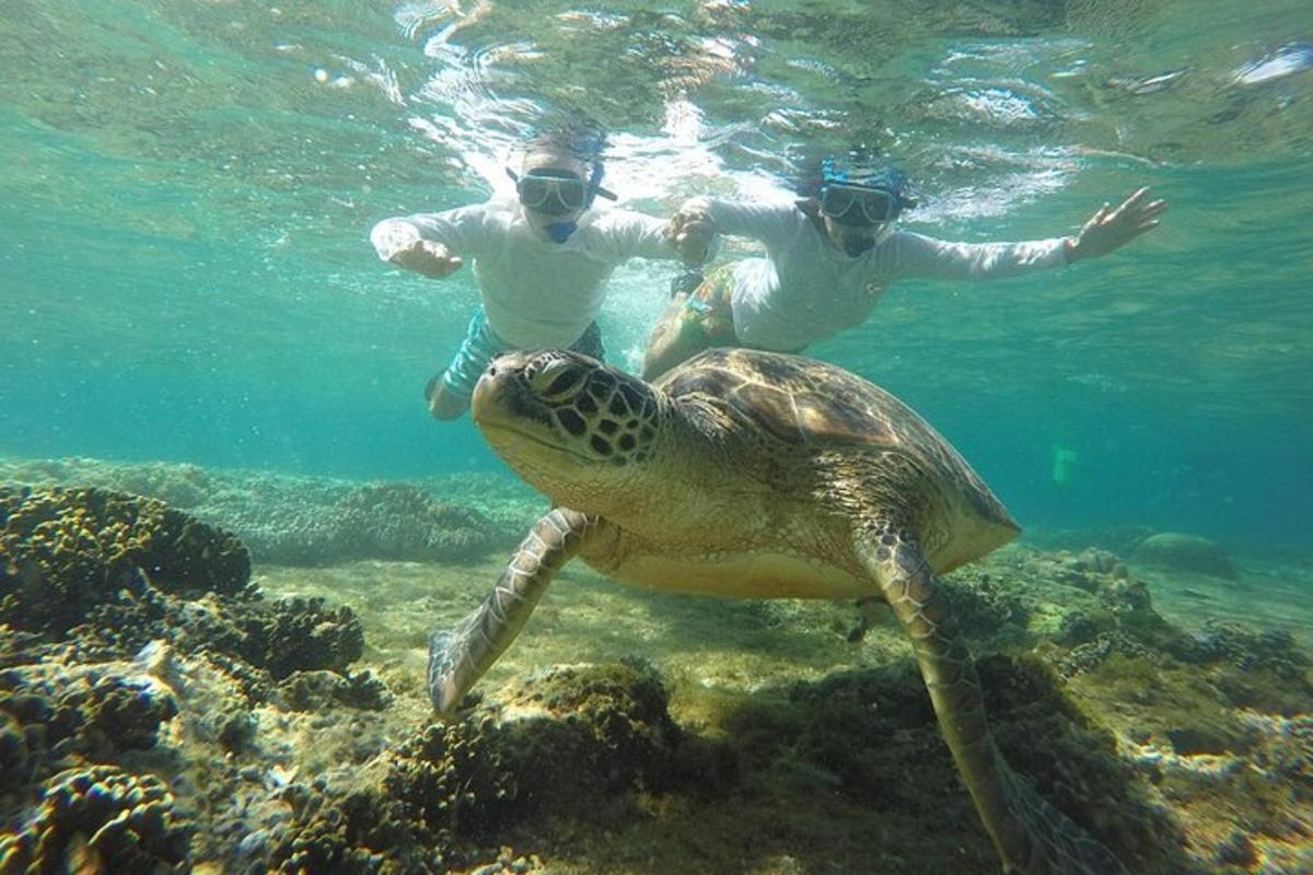two people and a turtle swimming in the water