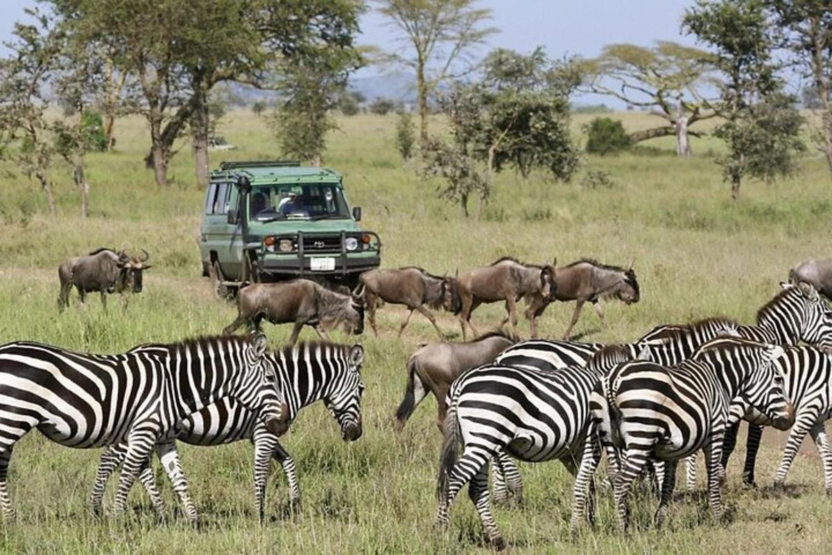 una mandria di zebre che cammina davanti a un camion verde