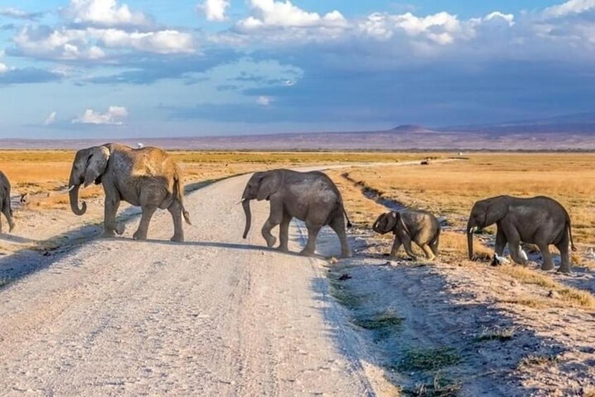 una mandria di elefanti che attraversa una strada sterrata