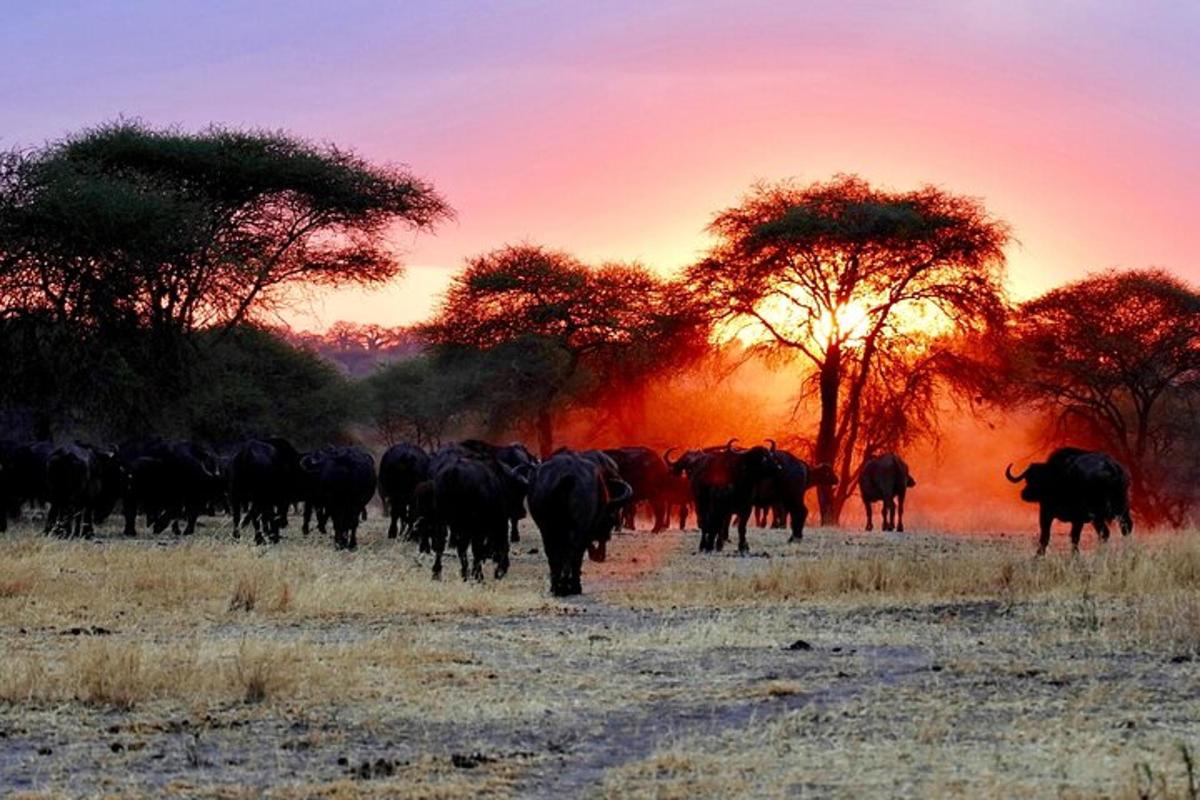una mandria di bovini che cammina in un campo al tramonto