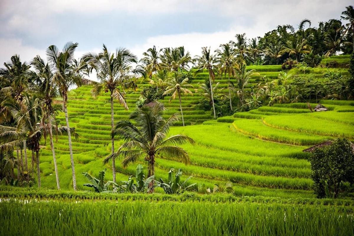 a group of palm trees and green rice fields