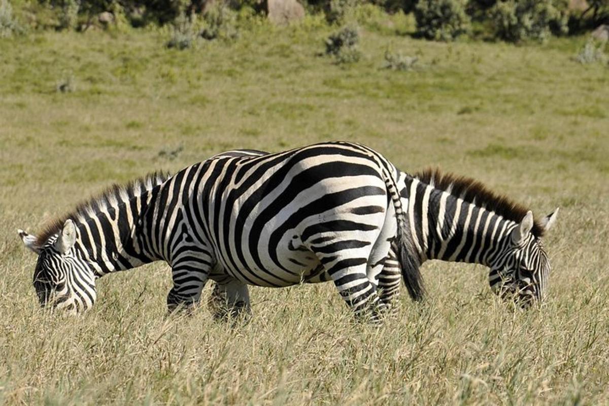 du zebrai, ganantys aukštoje žolėje