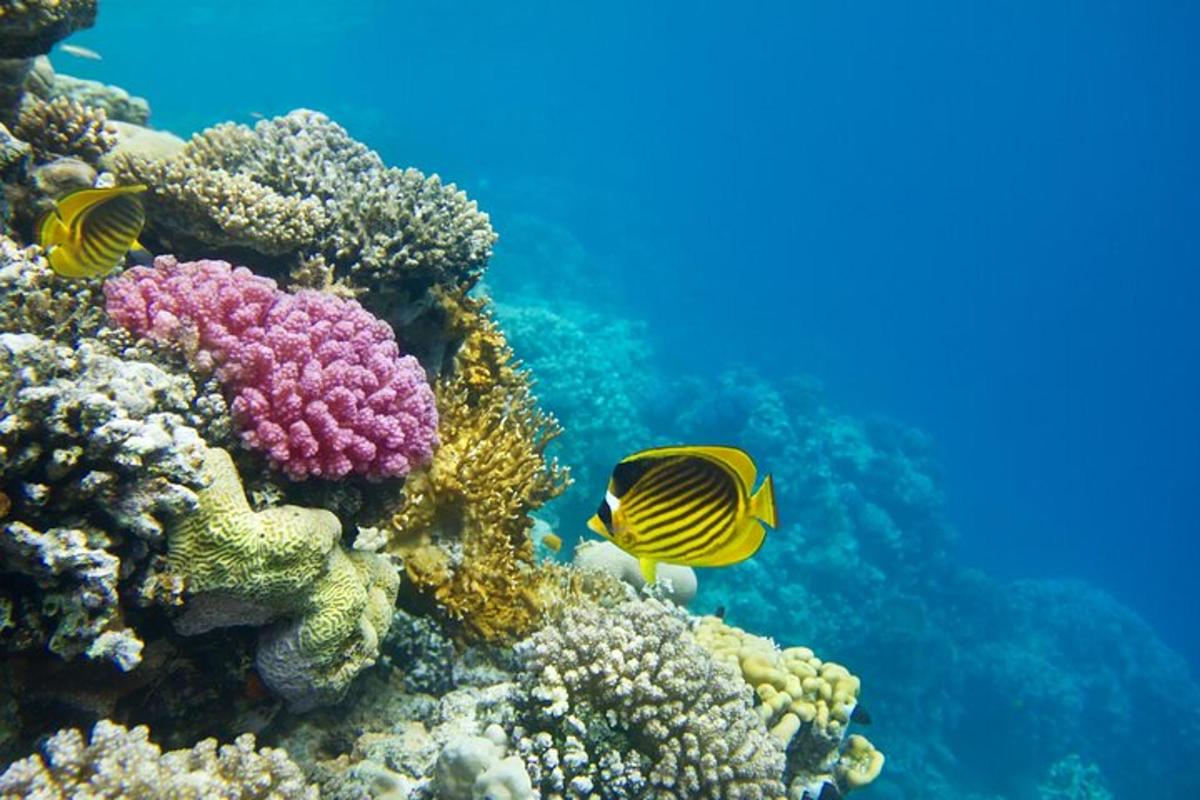 dve ribi na koralnem grebenu v oceanu