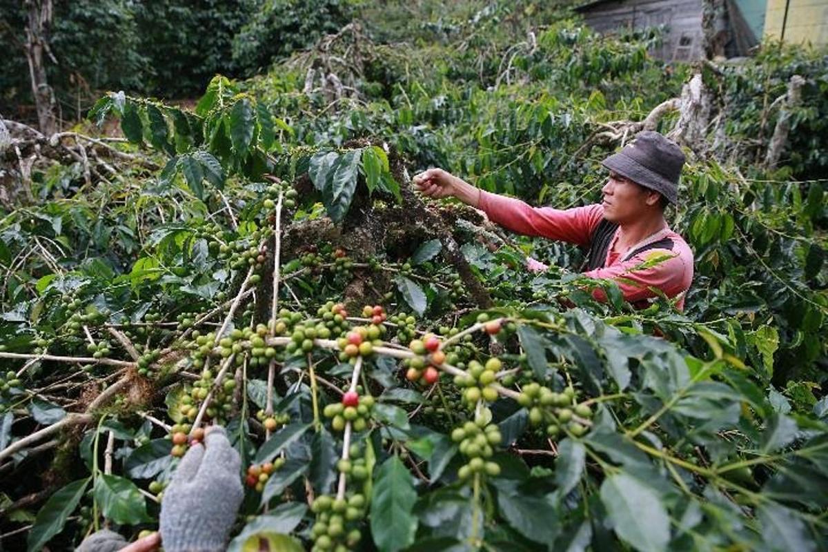 una donna sta lavorando in un campo di piante di caffè