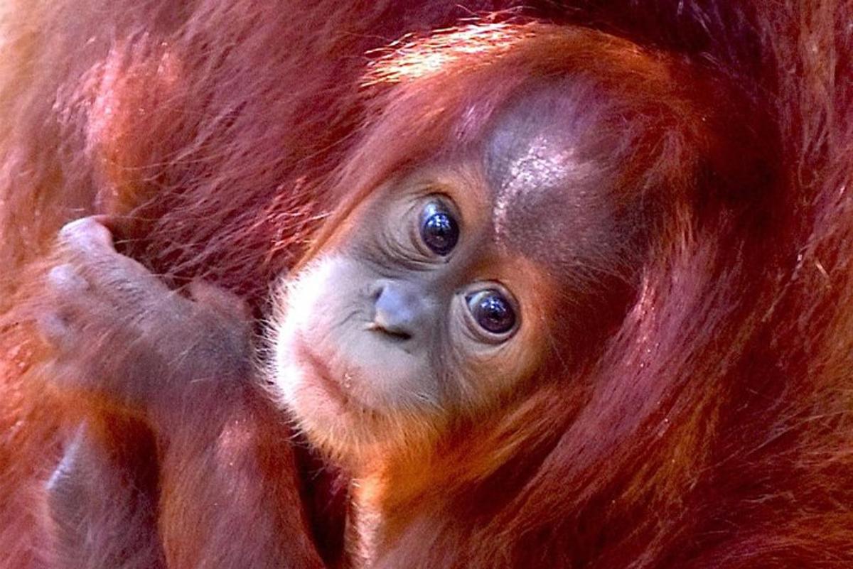 a baby orangutan is looking up at the camera