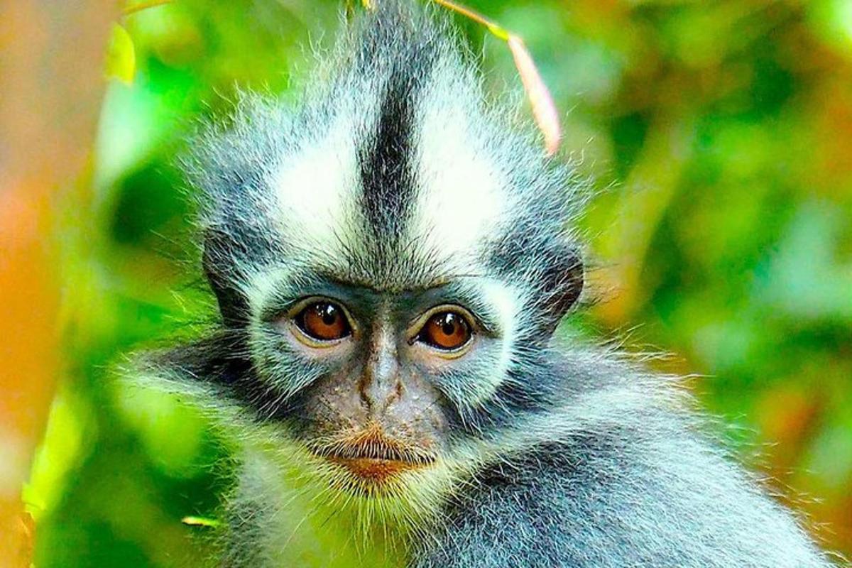 a small monkey is looking at the camera