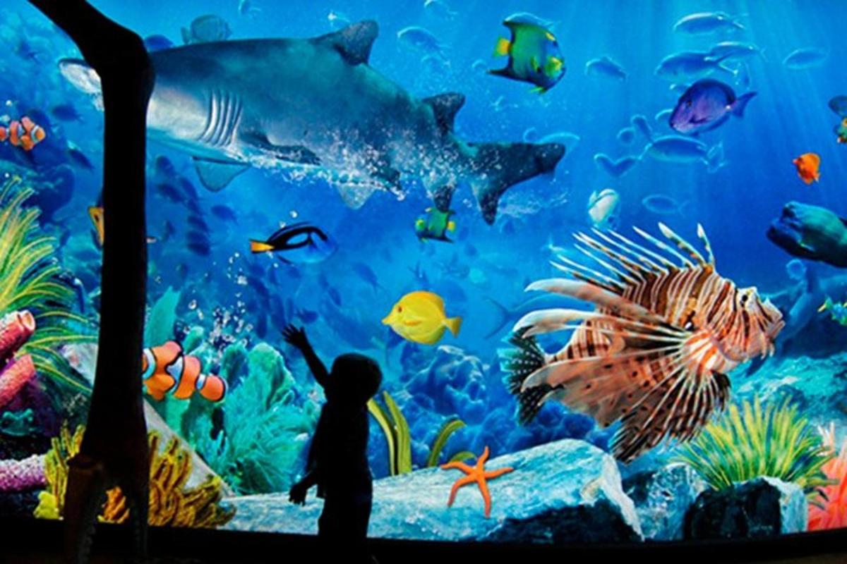 a person standing in front of a large aquarium