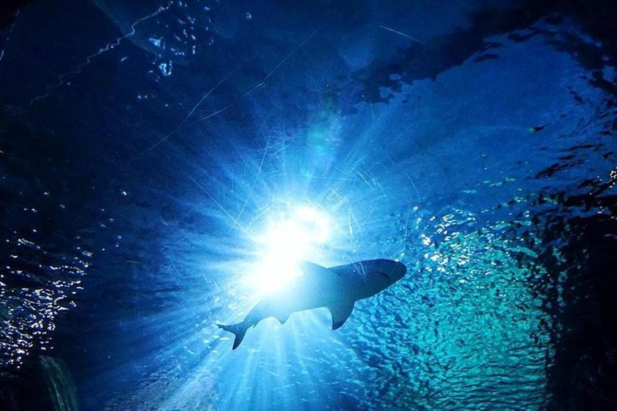a fish swimming in the water with the sun shining
