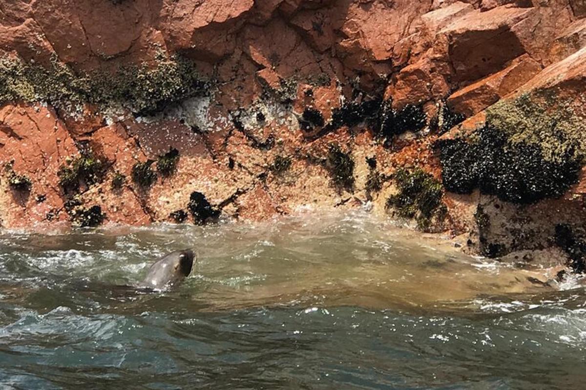 un delfin în apă lângă un perete de stâncă