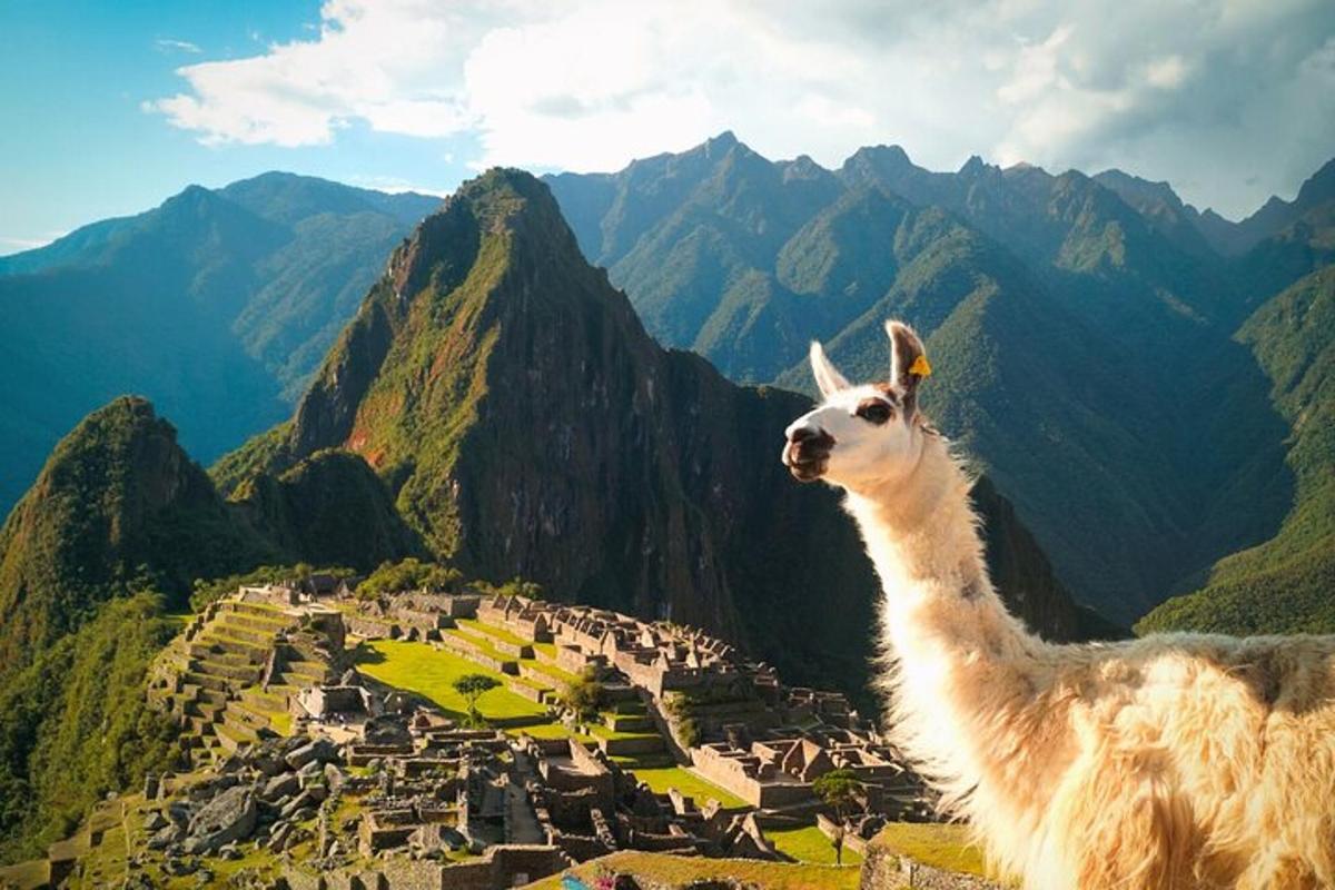 lama stendur á fjallstoppi