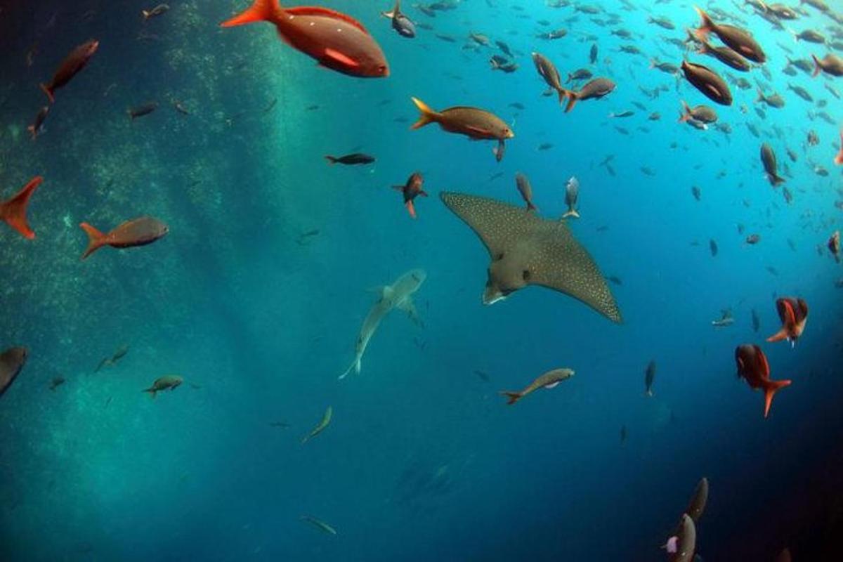 a group of fish swimming in the ocean