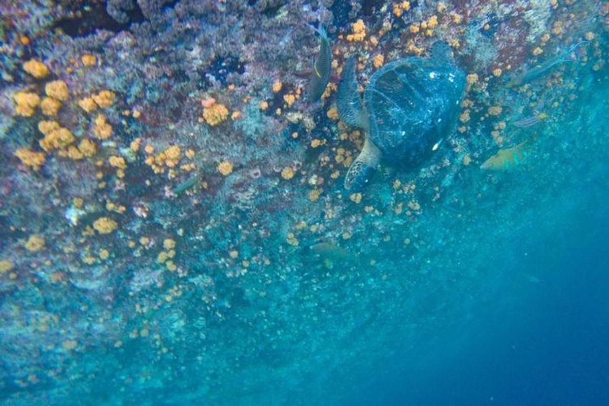 a person swimming in the water near a coral reef