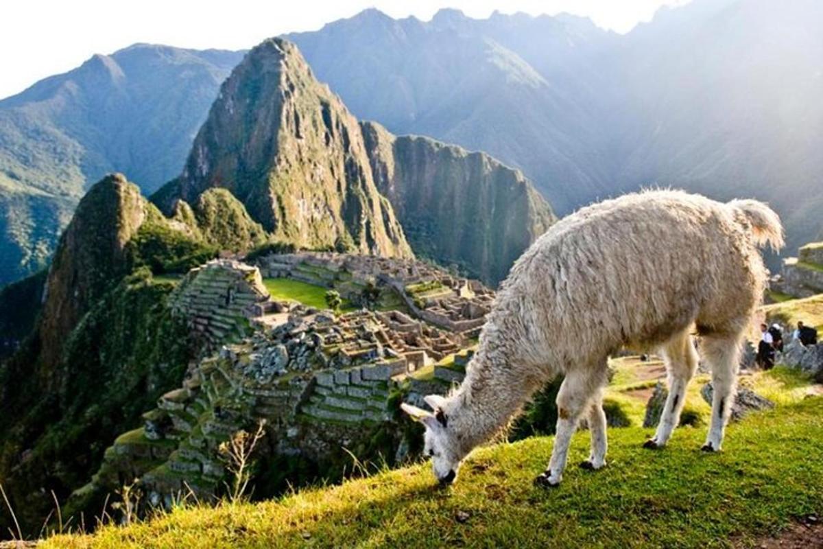 uma ovelha pastando em uma colina gramada com uma aldeia