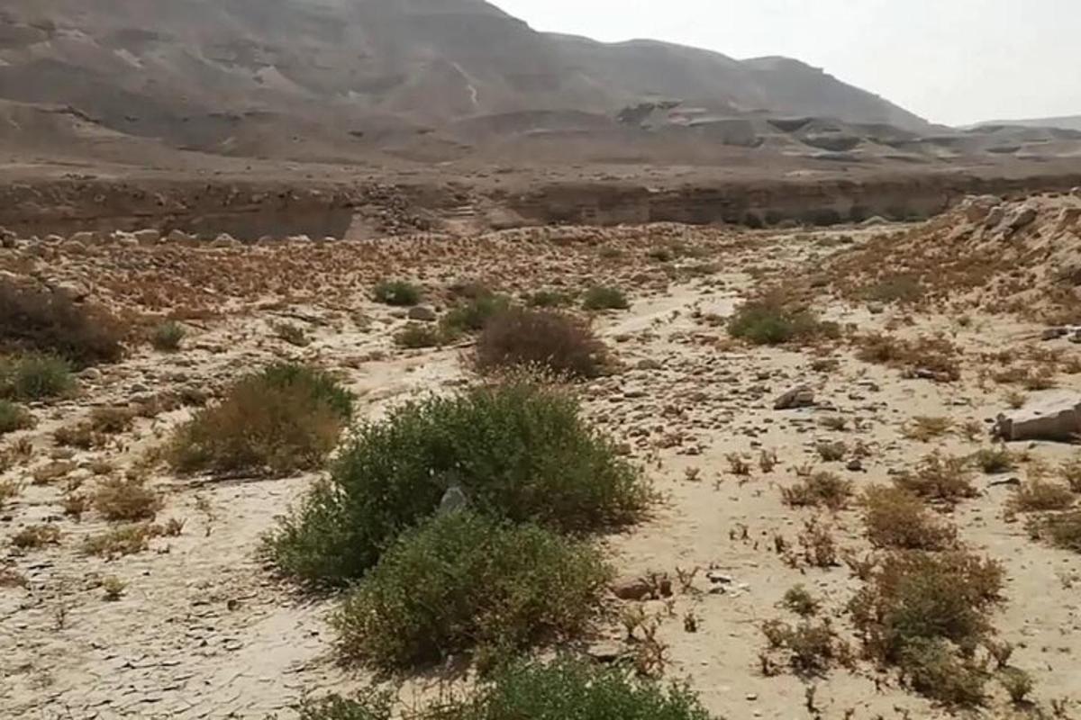 a desert with bushes and mountains in the background