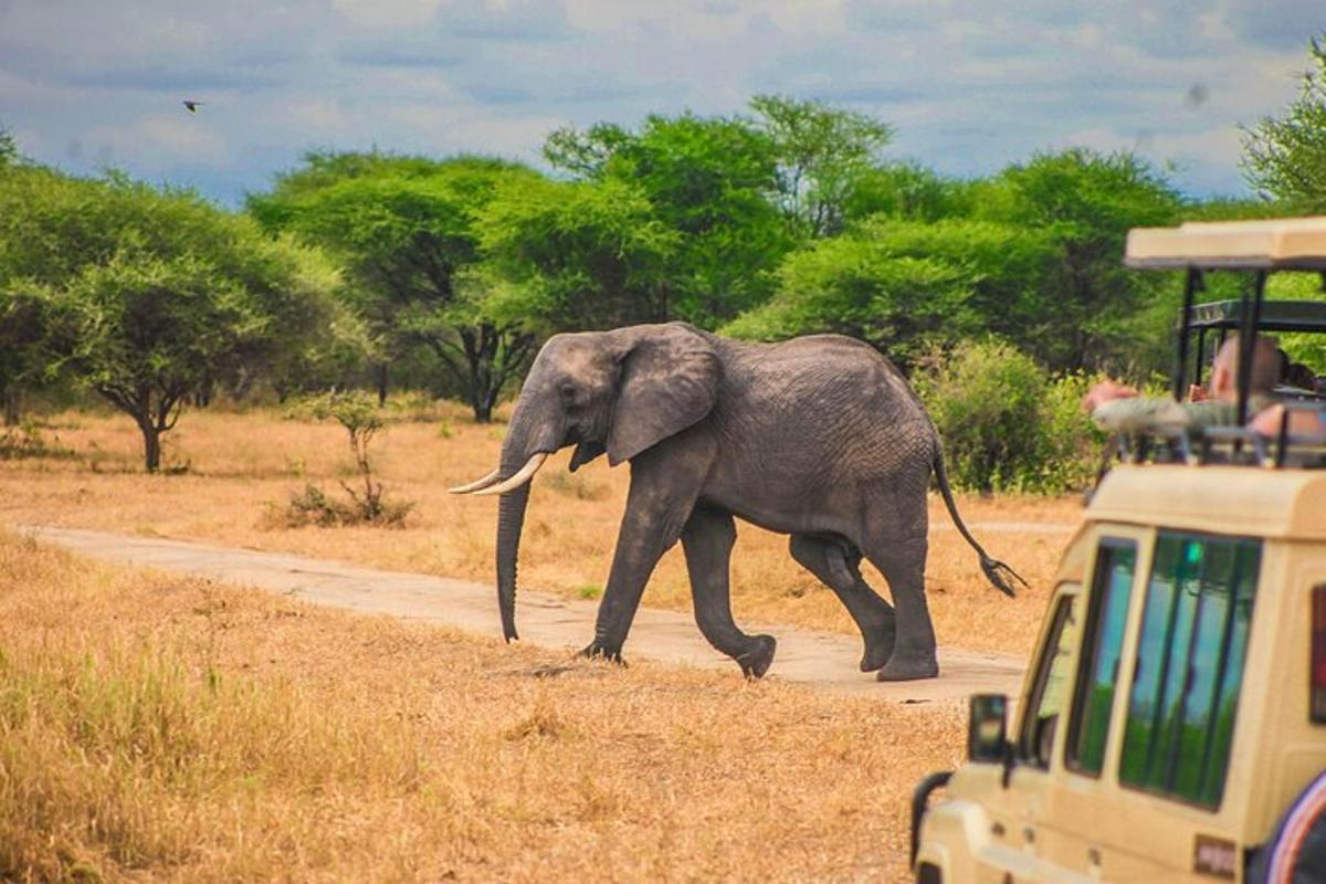en elefant der krydser en vej foran et køretøj