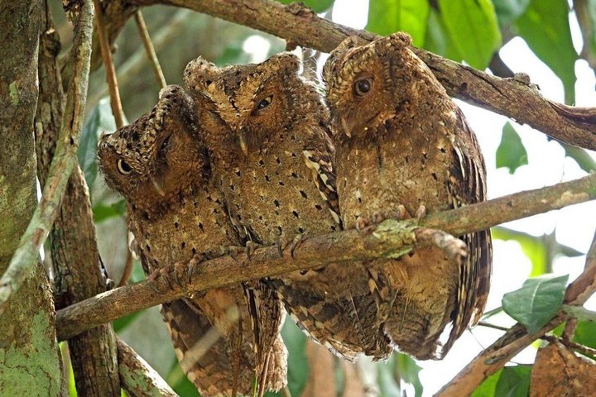 two owls are sitting on a tree branch