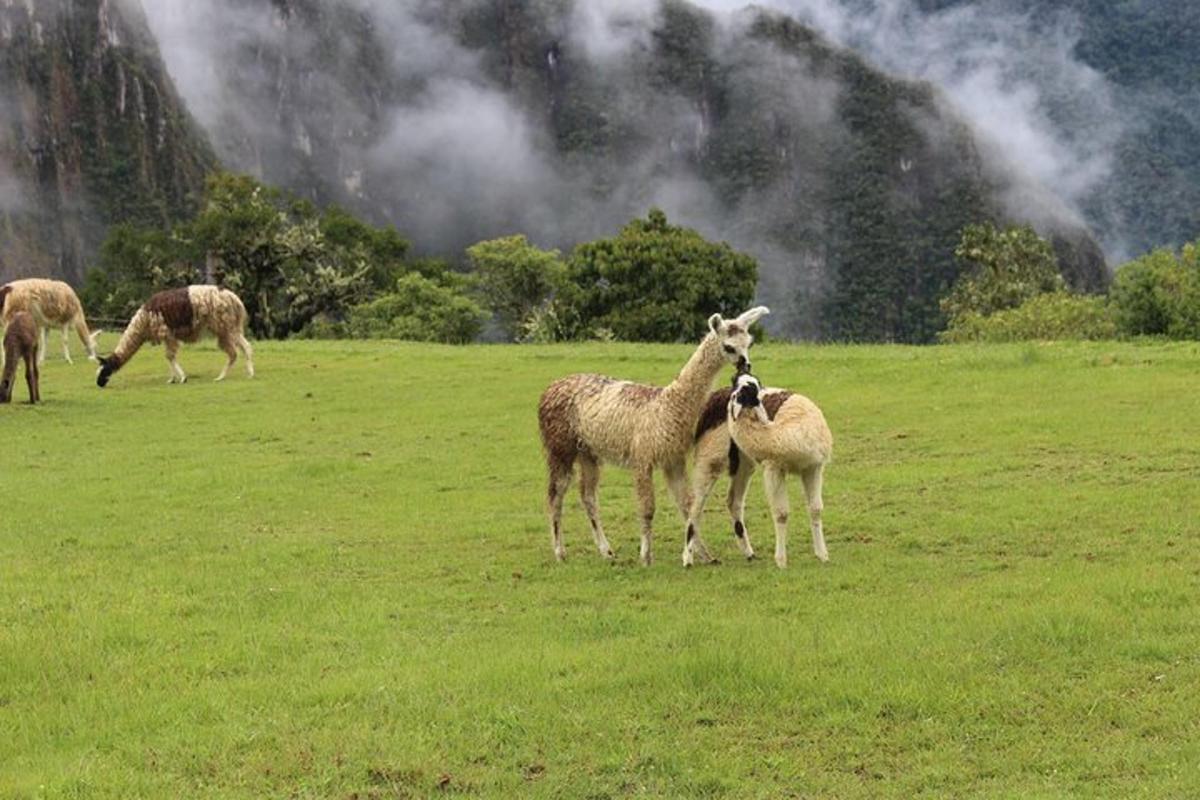 un grup d'animals dempeus en un camp