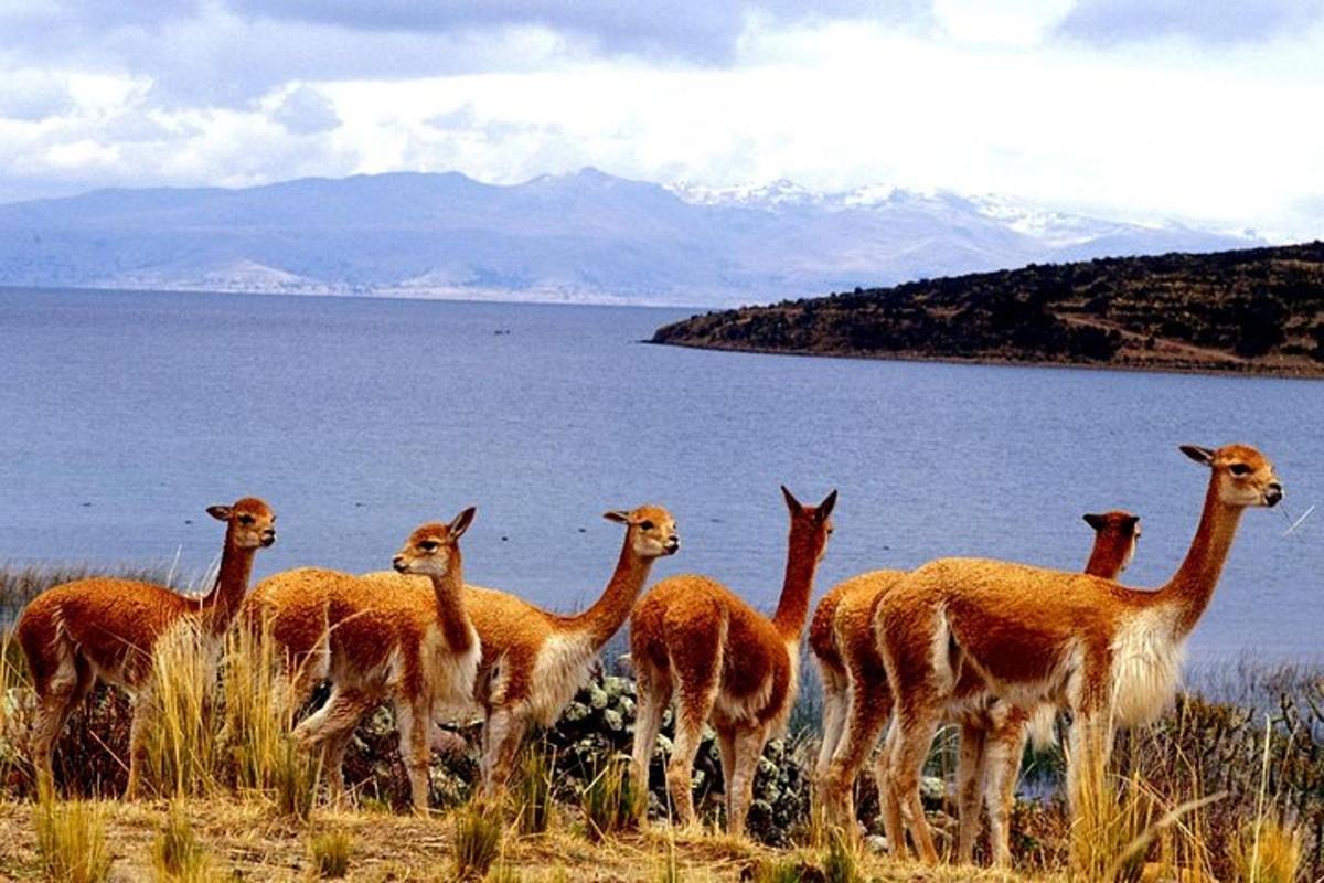 Un grupo de llamas de pie en una colina cerca del agua.