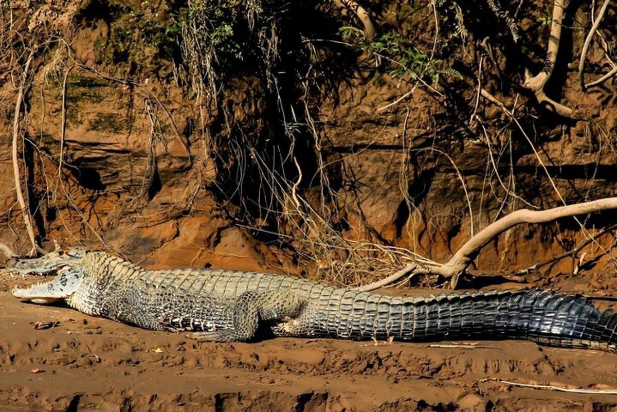 alligator liggjandi á jörðinni í moldinni