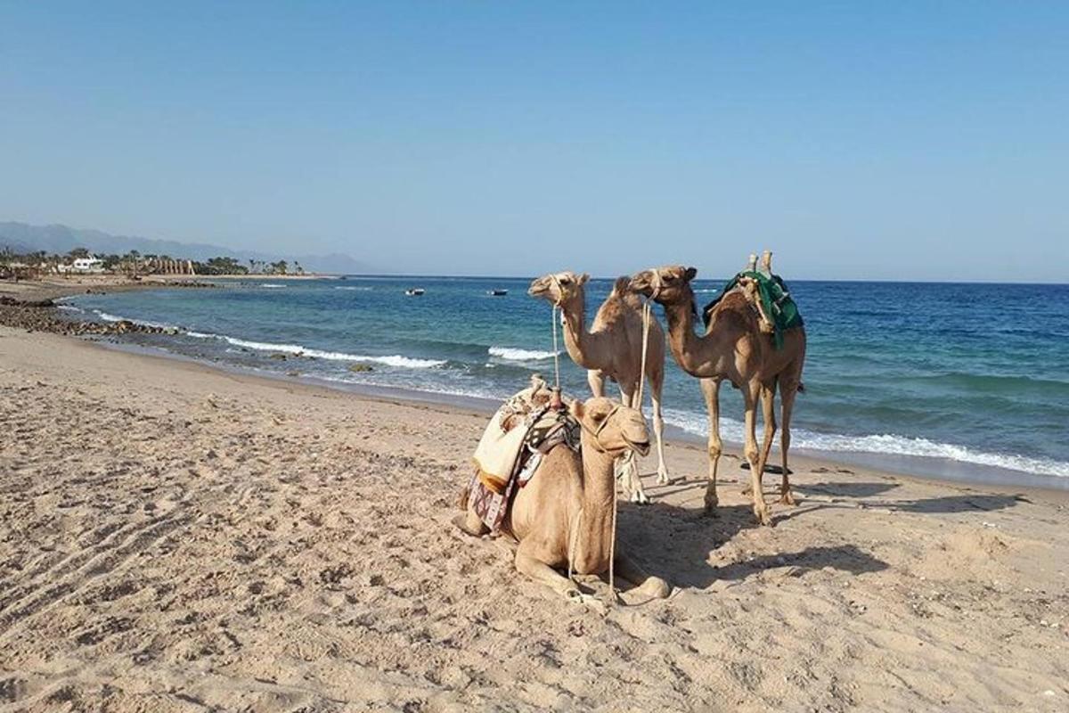 un groupe de chameaux assis sur une plage