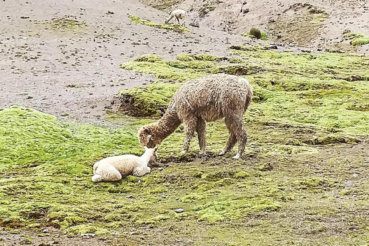 una pecora e un agnellino su una collina erbosa