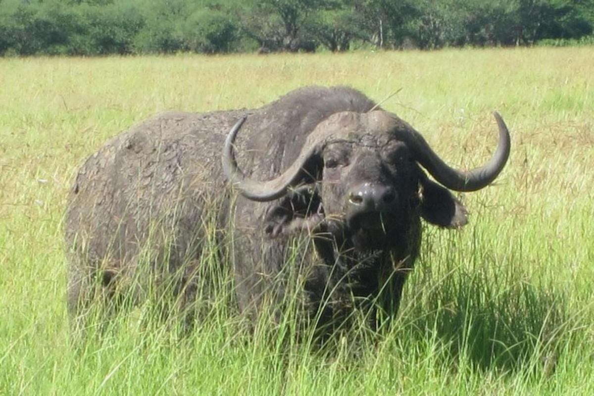 buffalo stendur á háu grasvelli