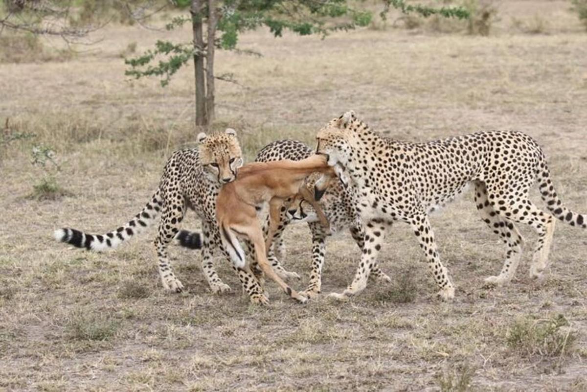 três chitas brincando com um cachorro em um campo
