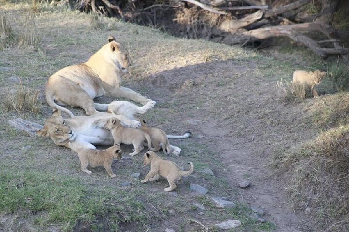 um leão deitado em cima de um grupo de gatinhos