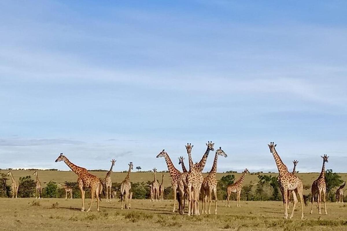 uma manada de girafas em um campo